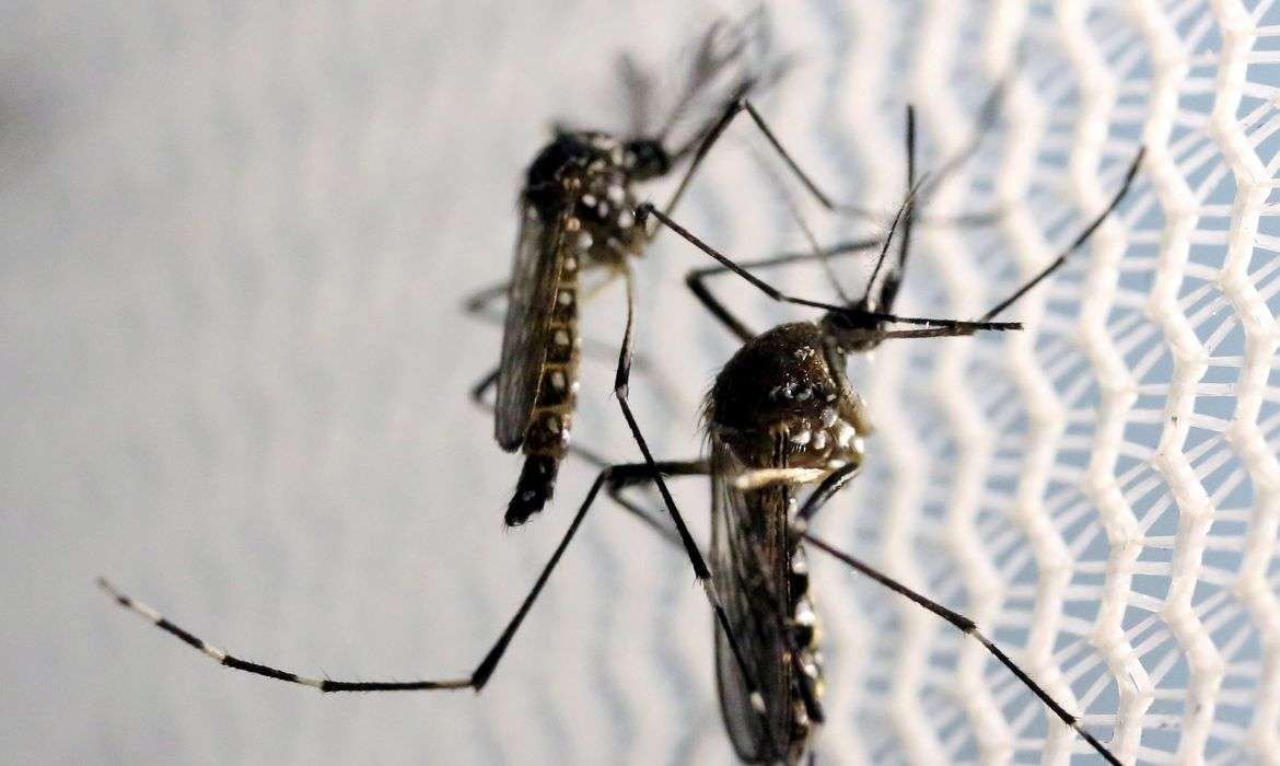 Arboviroses: Estratégias eficazes contra pernilongos e mosquito da dengue