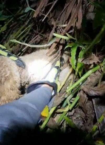 Vídeo: Bombeiros resgatam cachorro preso em brejo