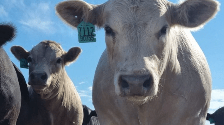Brasil e Indonésia discutem venda de gado em pé