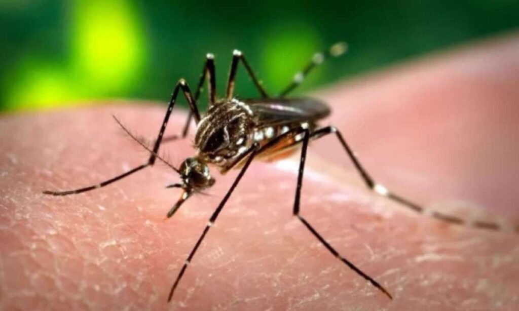 Taubaté decreta estado de emergência contra a dengue