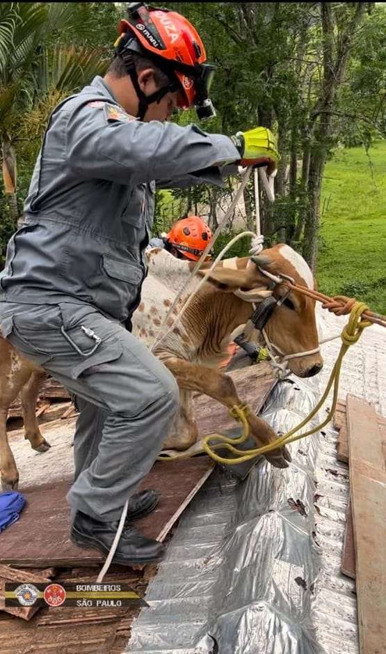 Bombeiros resgatam vaca após ficar presa em telhado em São José dos Campos