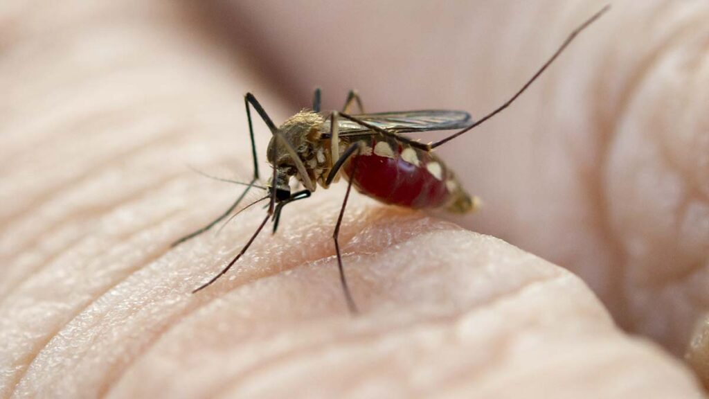 Taubaté usa drone para identificar focos de dengue