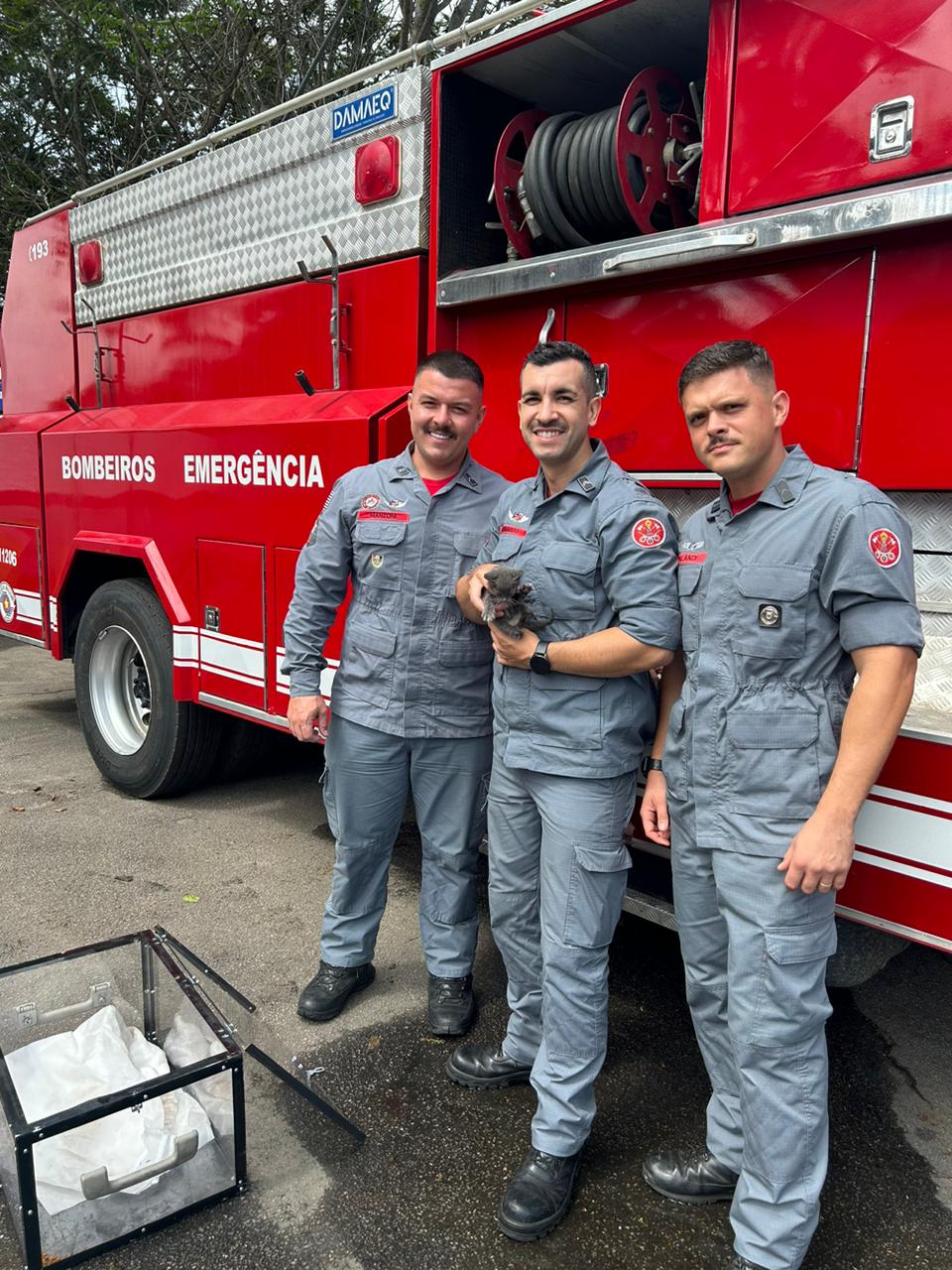 Equipe do Bombeiro Filhote de gato