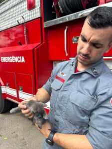 filhote de gato e bombeiro