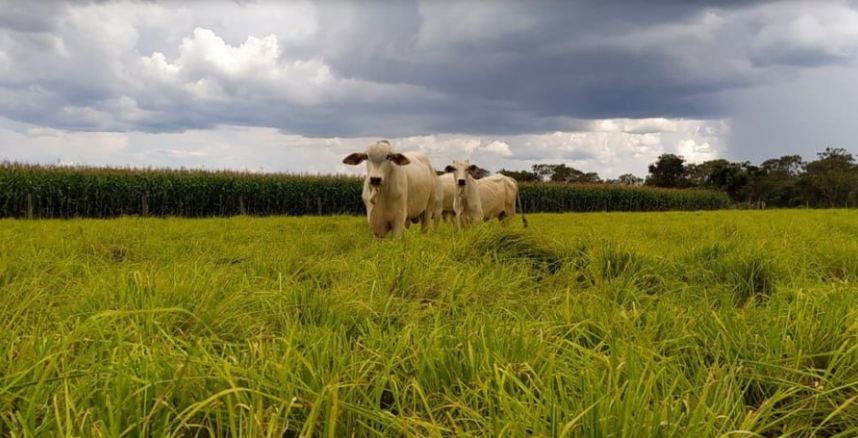 Integração lavoura-pecuária pode reduzir o uso de fertilizantes e mitigar impactos climáticos