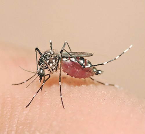 Taubaté amplia rede de atendimento da dengue