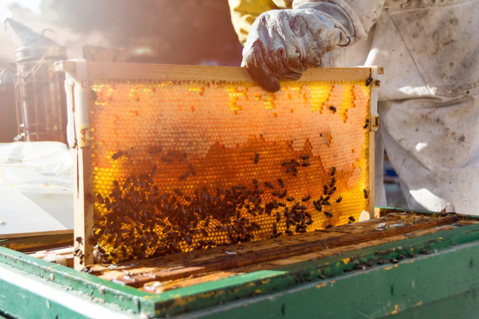 DIA DO MEL (17/03): O manejo correto na apicultura vai resultar numa produção de 2.500 kg de mel em projeto socioambiental em Minas Gerais